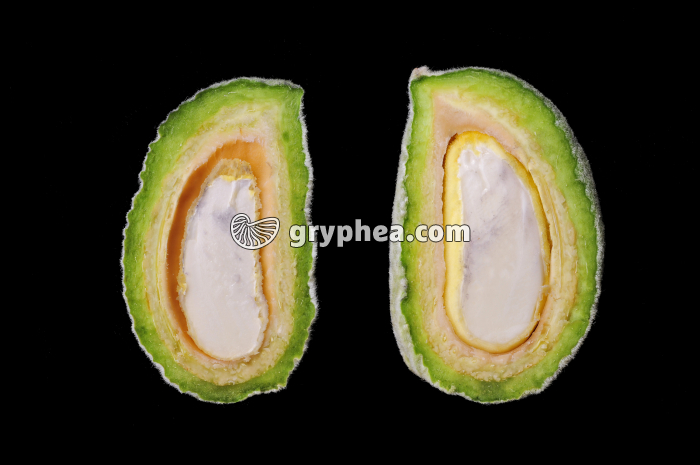 Amande en CL - gryphea.org